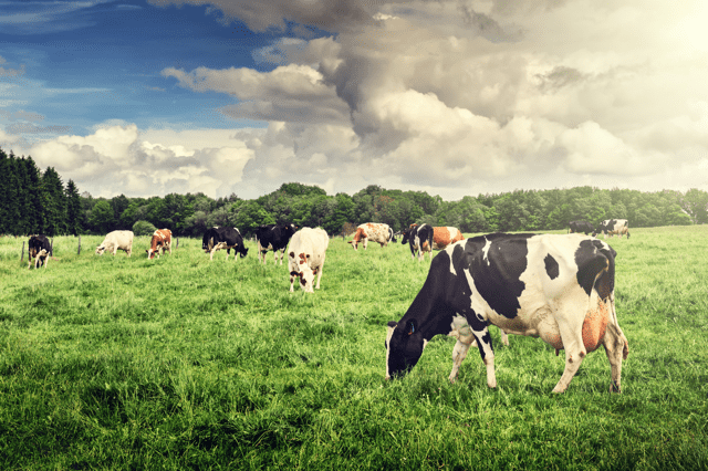 cows grazing in a field