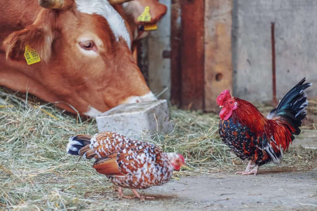 a cow and two chickens