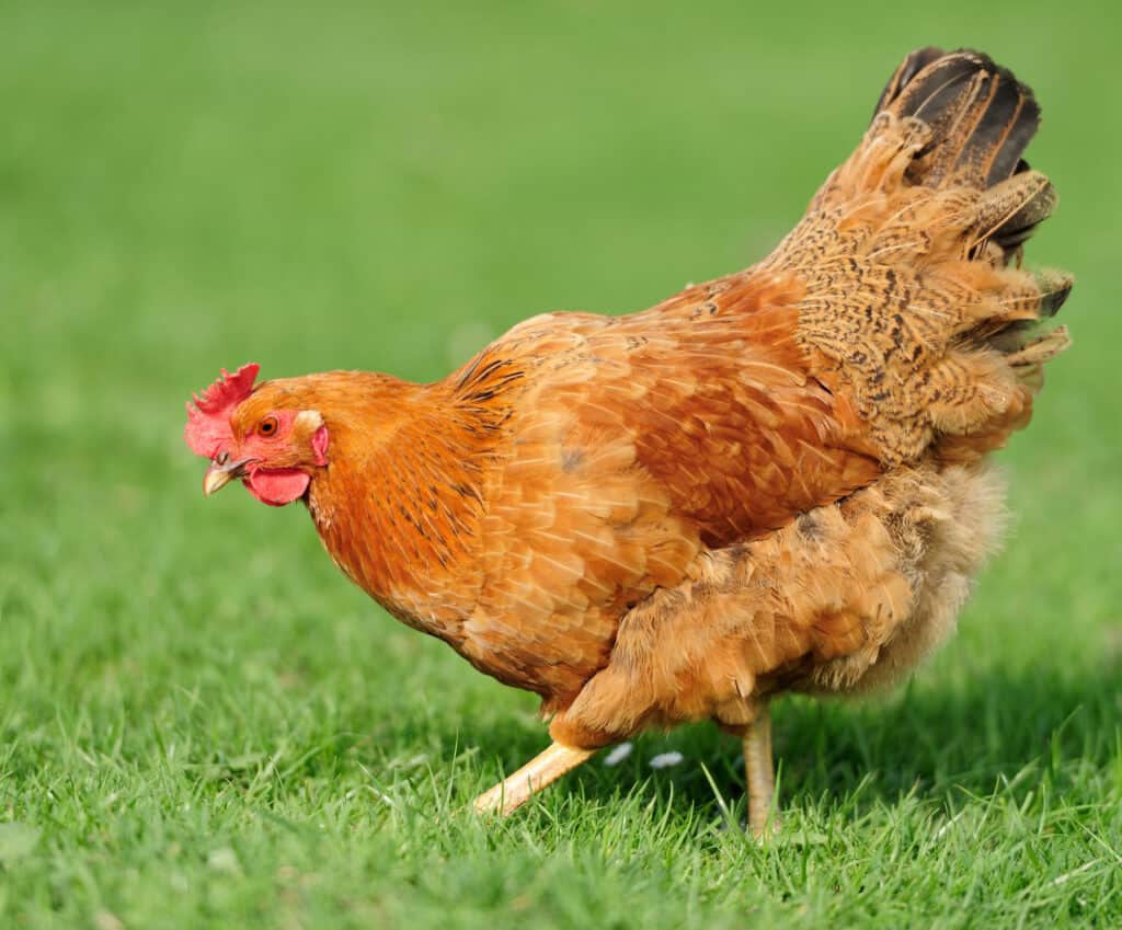 a chicken roaming a field