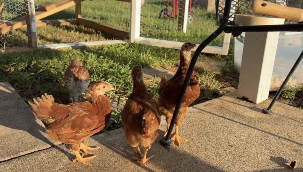 4 chickens in a backyard