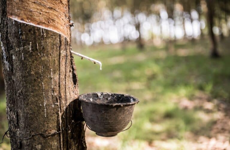 Rubber tree being tapped for latex, with milky sap dripping from a spout into a collection cup in a plantation.