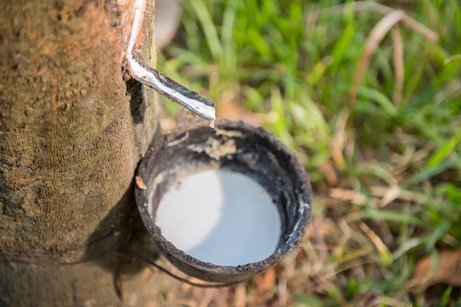 latex being harvested from a tree