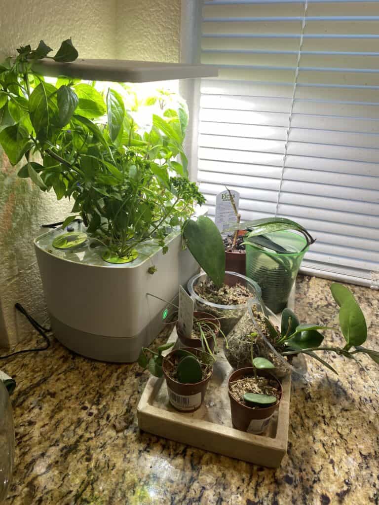 herbs growing in our kitchen
