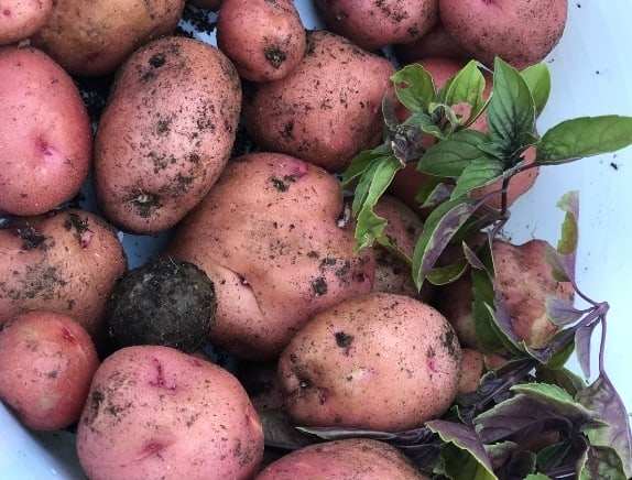 Potatoes from our local community garden 