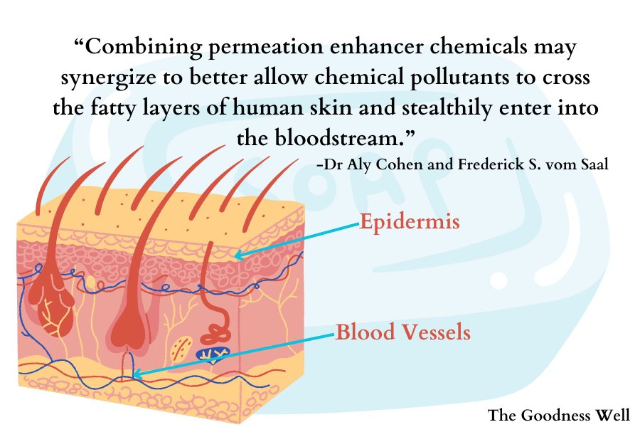 infographic showing how a chemical can pass through the skin barrier and enter into the blood stream