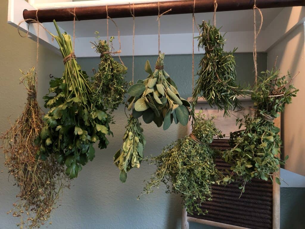 Herbs hanging to dry in my laundry room