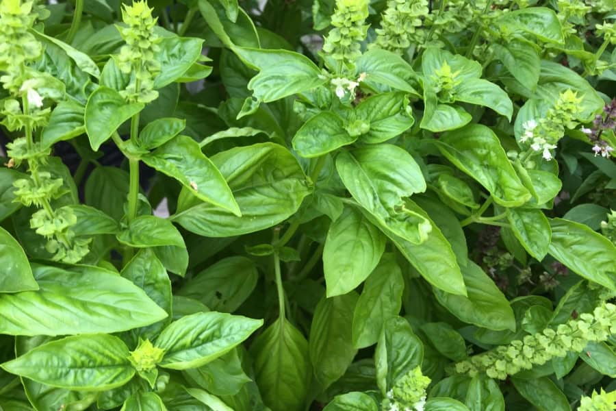 basil plant