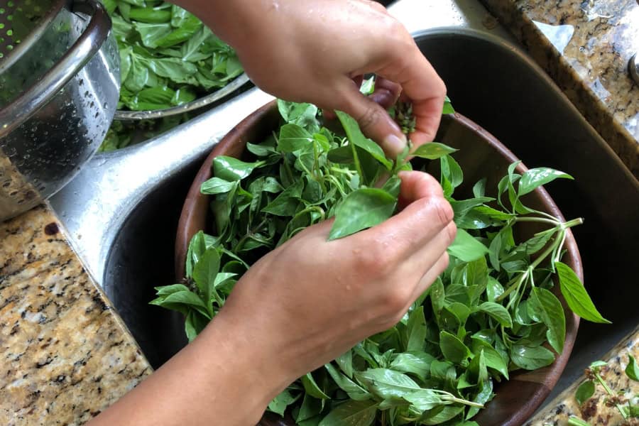 washing herbs in the sink 