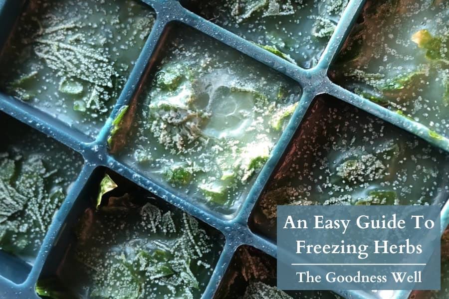 herbs frozen in ice trays