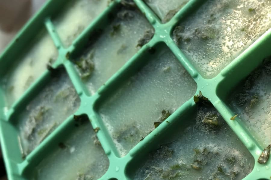 frozen herbs in a silicone mold