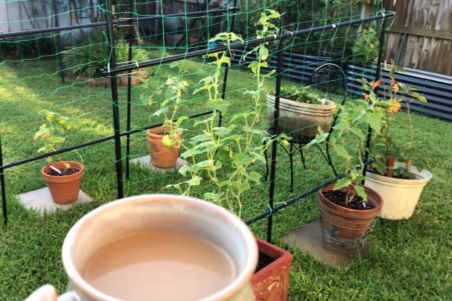 drinking coffee in our home garden in the backyard