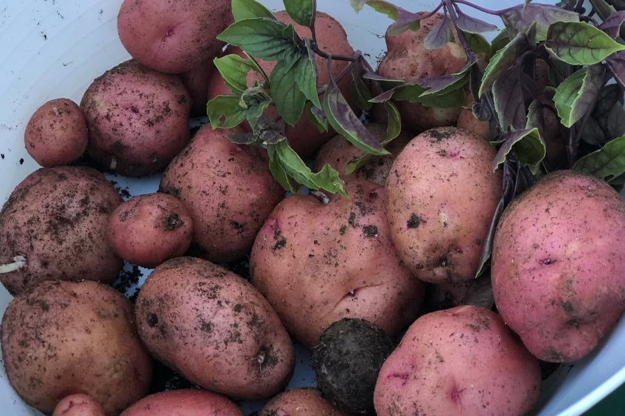 potatoes and herbs we grew in the backyard 