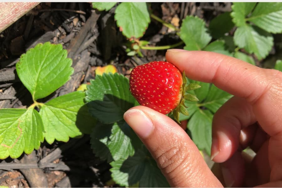 A strawberry I grew in our backyard