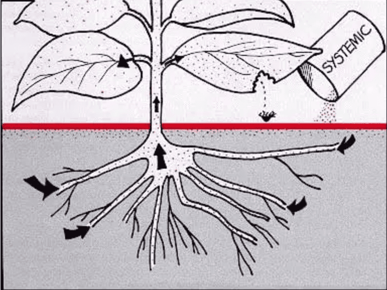 systemic pesticides graphic