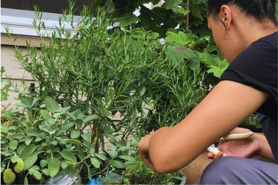 picture of me cutting herbs from my herb garden