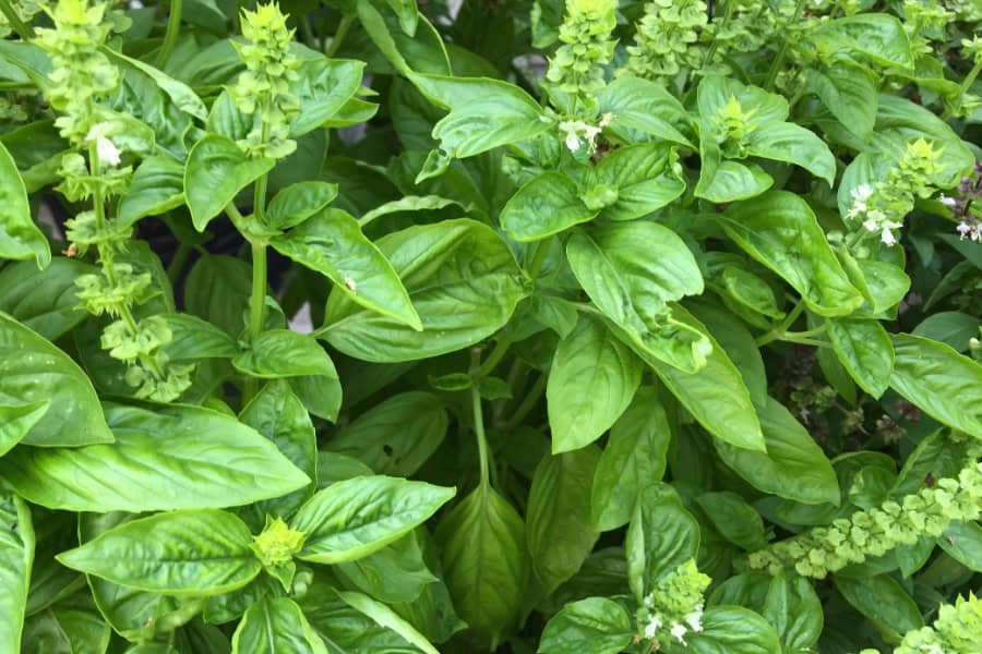 basil plant