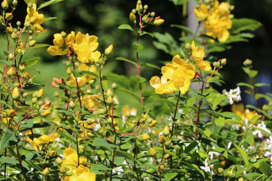 St. John’s Wort