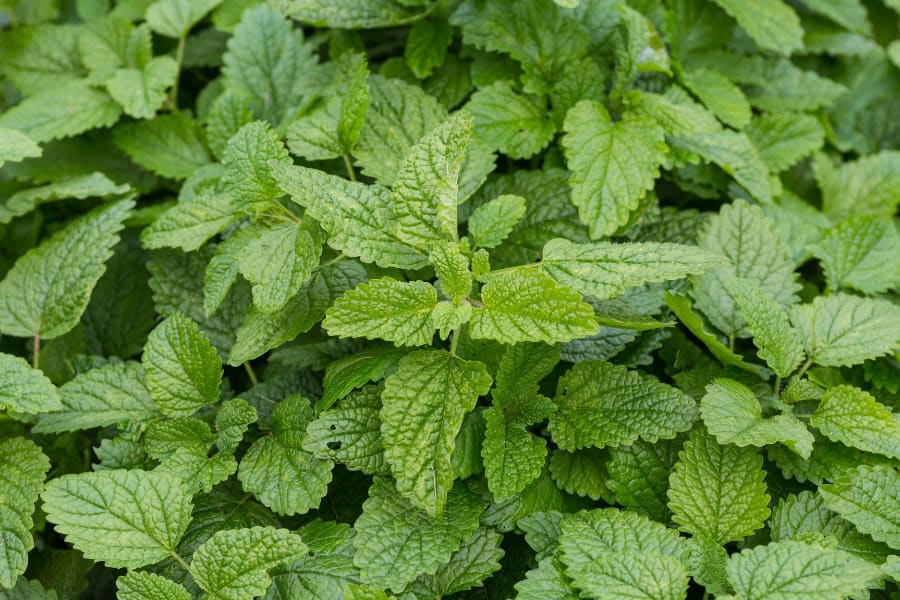 Lemon balm