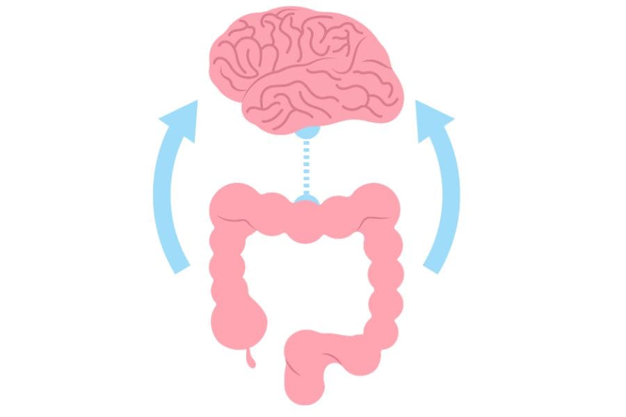 depicting the gut brain axis