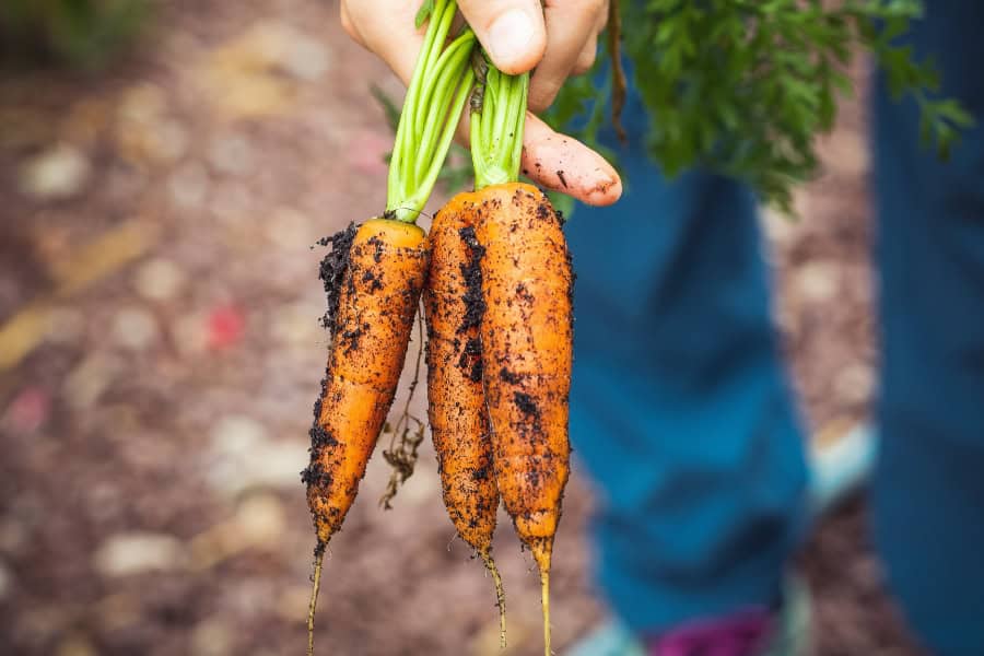 carrots being harvested 