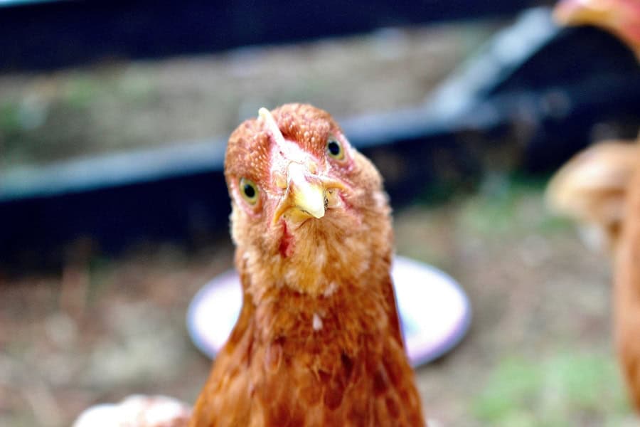 a chicken outside