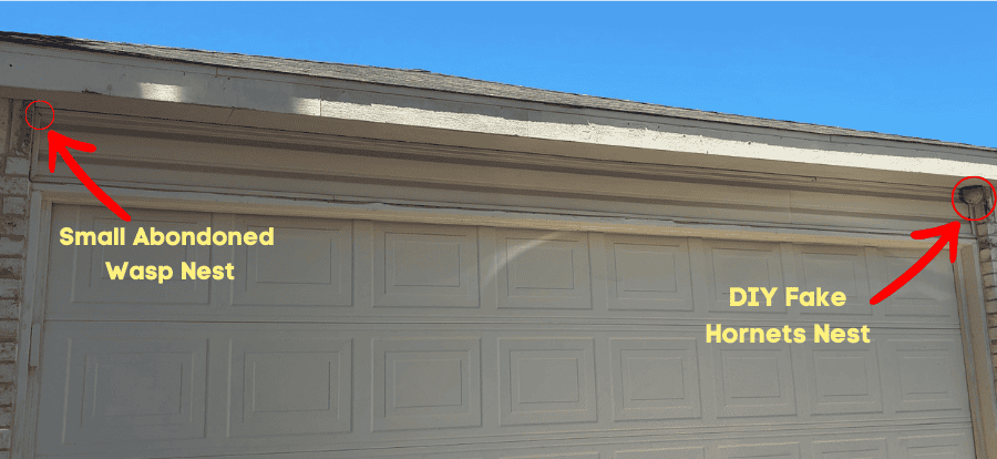 showing a small abandoned wasp nest near a fake hornets nest