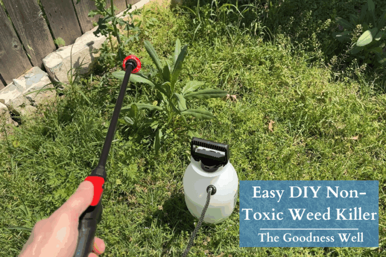 spraying a weed using a homemade weed killer